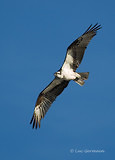 Photo - Osprey