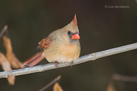 Photo - Cardinal rouge
