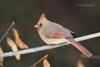 Photo - Cardinal rouge