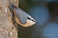 Photo - Red-breasted Nuthatch