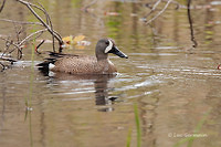 Photo - Blue-winged Teal