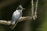 Photo - Belted Kingfisher