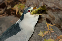 Photo - Black-crowned Night-Heron