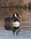 Photo - Canada Goose