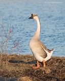 Photo - Swan Goose