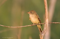 Photo - Yellow-bellied Flycatcher