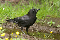 Photo - Northwestern Crow