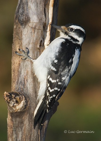 Photo - Hairy Woodpecker