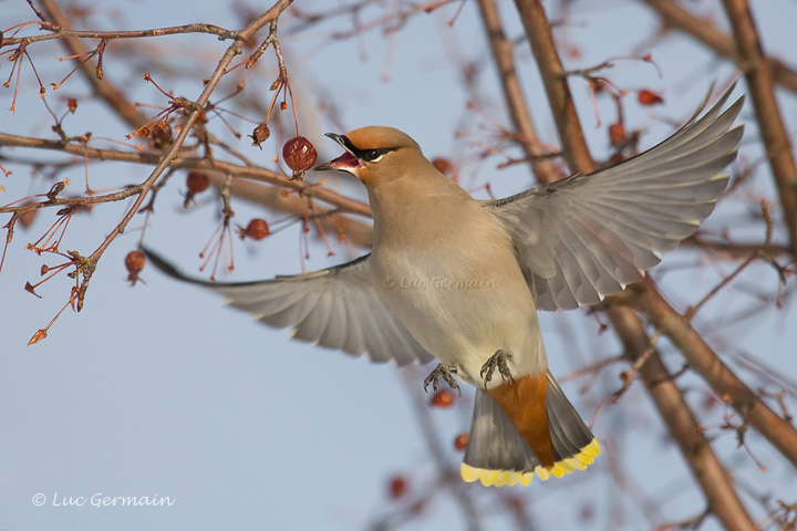 Photo - Bohemian Waxwing