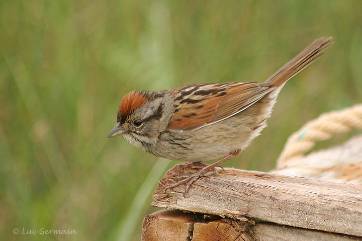 Photo - Swamp Sparrow