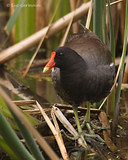 Photo - Gallinule d'Amérique