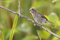 Photo - Purple Finch