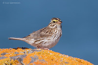 Photo - Bruant des prés