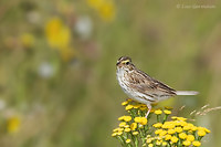 Photo - Bruant des prés