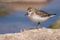 Photo - Semipalmated Sandpiper