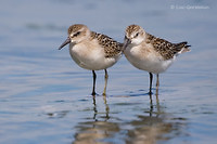 Photo - Semipalmated Sandpiper