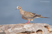 Photo - Mourning Dove