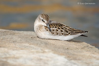 Photo - Semipalmated Sandpiper