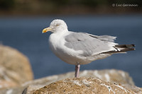 Photo - Goéland argenté