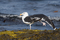 Photo - Great Black-backed Gull