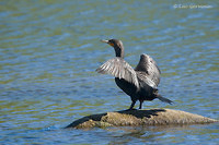 Photo - Cormoran à aigrettes