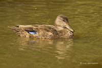 Photo - American Black Duck