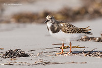 Photo - Ruddy Turnstone