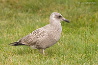 Photo - Goéland argenté