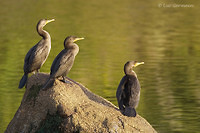 Photo - Cormoran à aigrettes