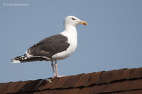 Photo - Great Black-backed Gull