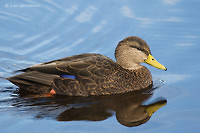 Photo - Canard noir