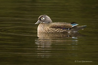 Photo - Canard branchu