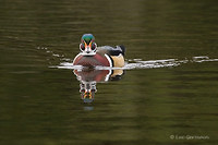 Photo - Canard branchu