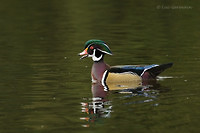 Photo - Canard branchu