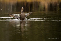 Photo - Canard noir