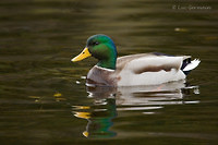 Photo - Canard colvert