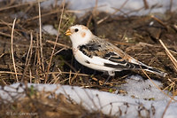 Photo - Snow Bunting