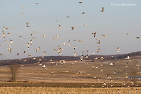 Photo - Snow Bunting