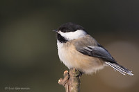 Photo - Black-capped Chickadee