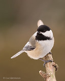 Photo - Black-capped Chickadee