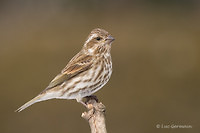 Photo - Purple Finch