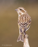 Photo - Purple Finch