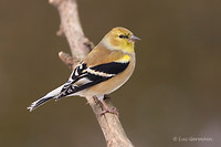 Photo - American Goldfinch