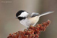 Photo - Mésange à tête noire