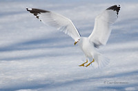 Photo - Ring-billed Gull