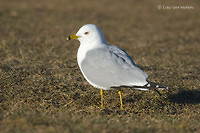 Photo - Ring-billed Gull