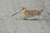 Photo - Wilson's Snipe