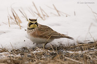 Photo - Horned Lark