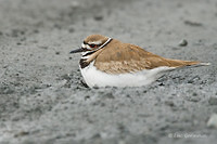 Photo - Killdeer