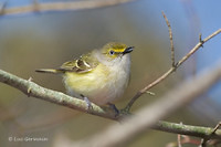 Photo - White-eyed Vireo